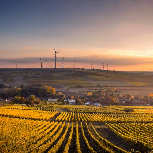 Weinberg im Sonnenuntergang
