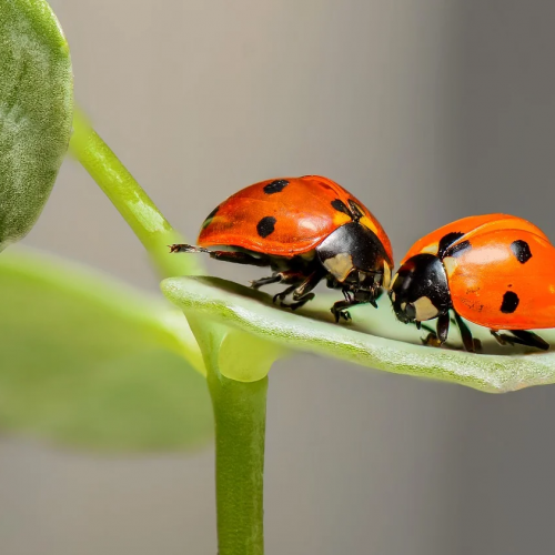 Insekten