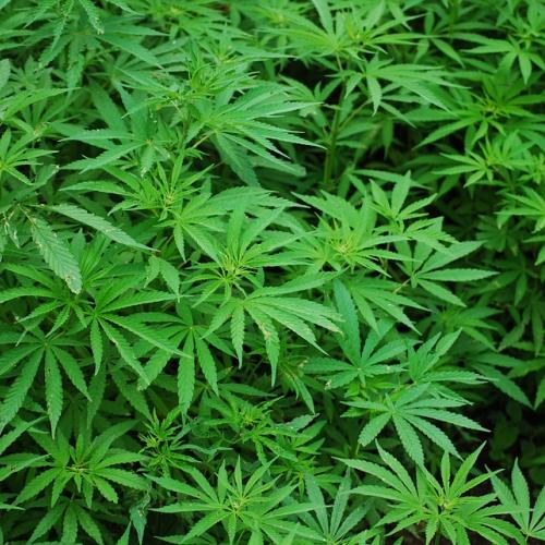 cannabis